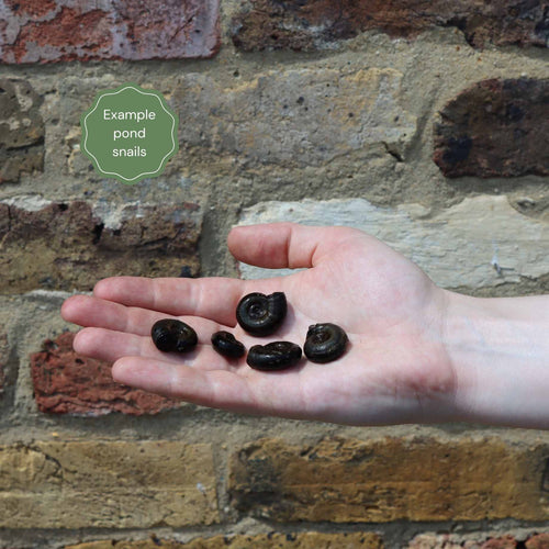 Trapdoor Snails (Viviparus viviparus) Pond Plants