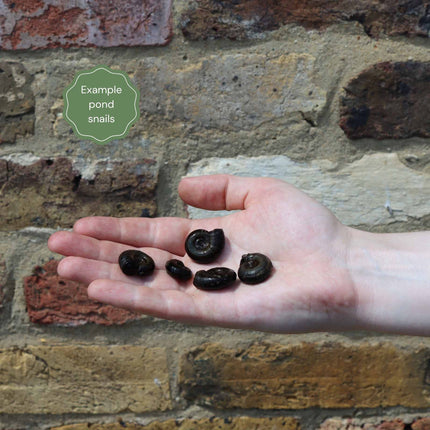 Trapdoor Snails (Viviparus viviparus) Pond Plants