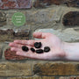 Ramshorn Snails | Planorbis corn Pond Plants