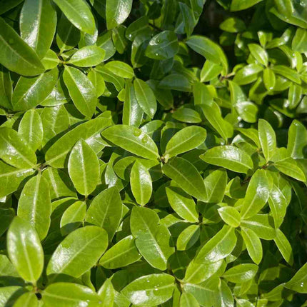 Cherry Laurel Hedging | Prunus laurocerasus 'Rotundifolia' Shrubs