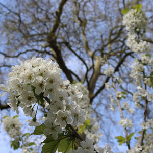 Great White Cherry Blossom Tree | Prunus 'Tai-Haku' Ornamental Trees