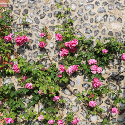 'Valentine Heart' Floribunda Rose Shrubs
