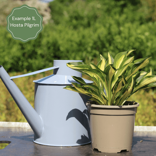 Hosta 'Pilgrim' Perennial Bedding