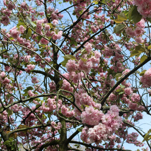 Cheal's Weeping Cherry Blossom Tree | Prunus Kiku Shidare Zakura Ornamental Trees