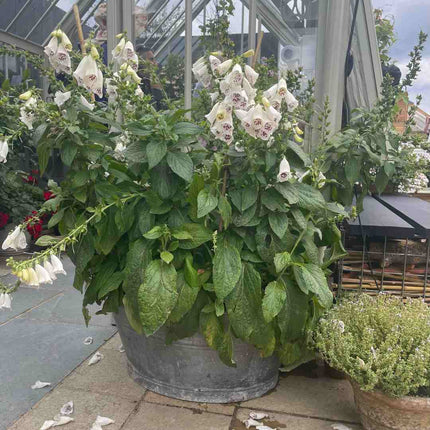 Foxglove 'Dalmatian White' | Digitalis Perennial Bedding