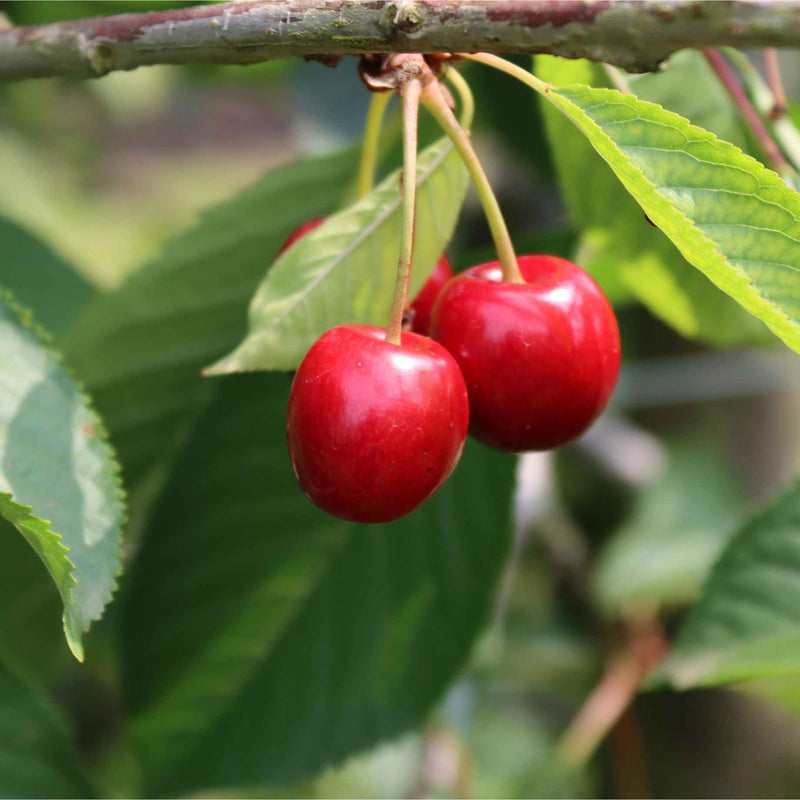 'Burlat' Cherry Tree Fruit Trees