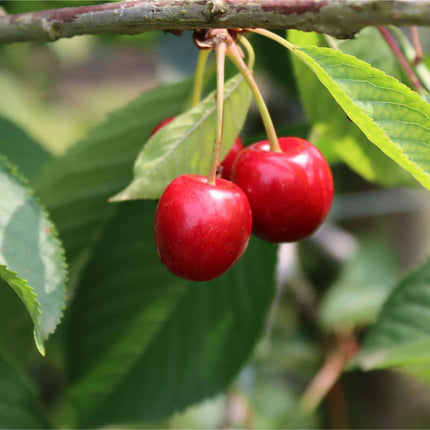 'Burlat' Cherry Tree Fruit Trees