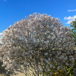 Amelanchier canadensis Hedging Shrubs