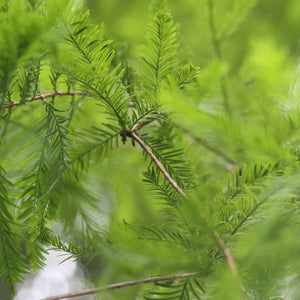 Blue Leyland Cypress | Cupressocyparis leylandii 'Haggerston Grey' Shrubs