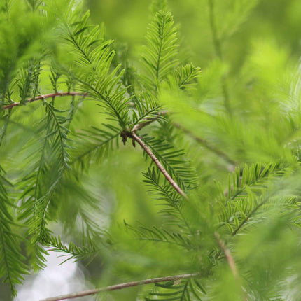 Blue Leyland Cypress | Cupressocyparis leylandii 'Haggerston Grey' Shrubs