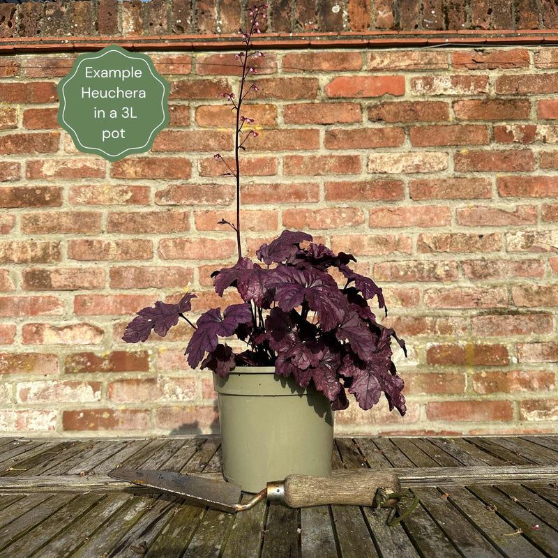 Heuchera 'Timeless Night' Perennial Bedding