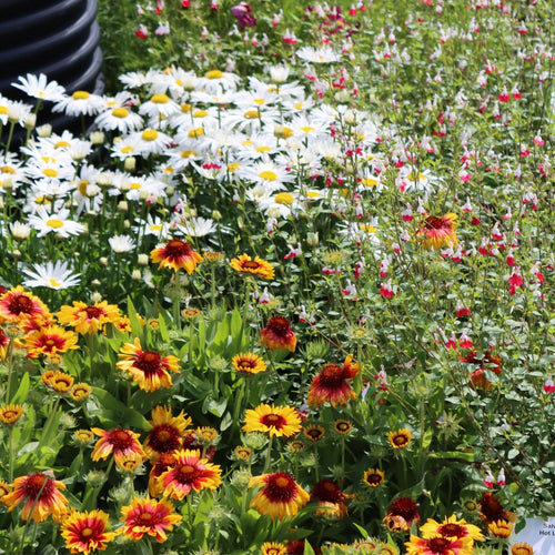 Plants for Butterflies and Bees | Perfect for Pollinators Perennial Bedding
