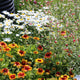 Plants for Butterflies and Bees | Perfect for Pollinators Perennial Bedding
