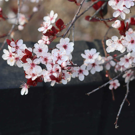 Cherry Plum Hedging | Prunus cerasifera Shrubs