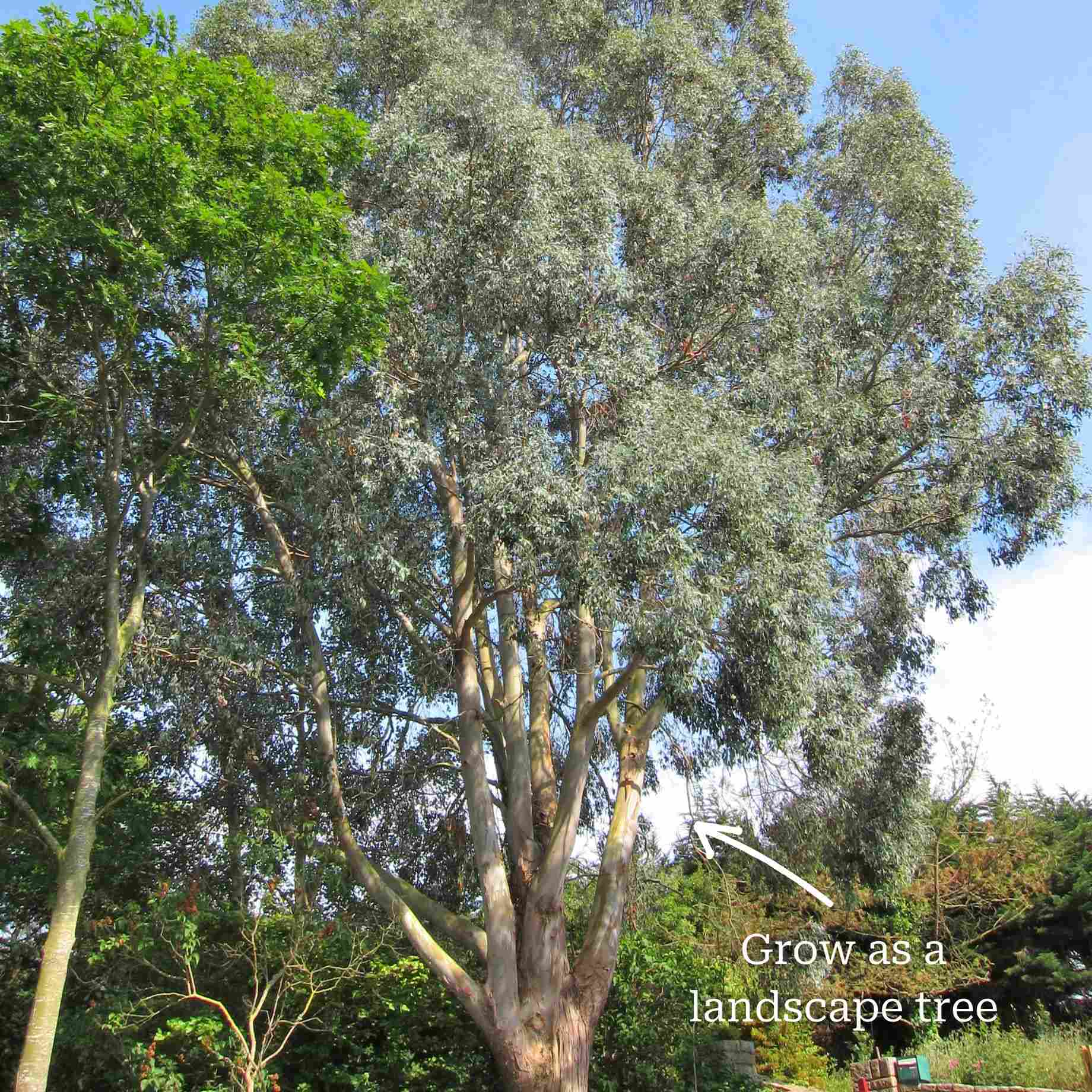 Gumtree Types How Fast Does A Gum Tree Grow
