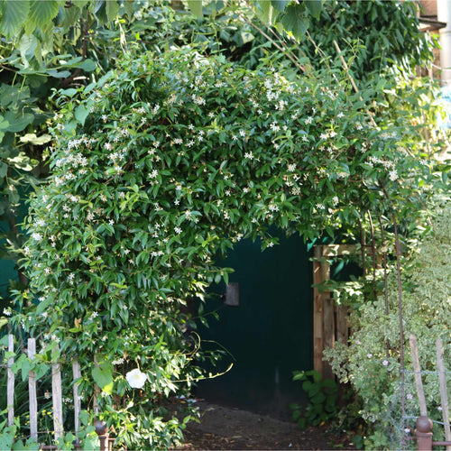 Star Jasmine | Trachelospermum jasminoides Climbing Plants
