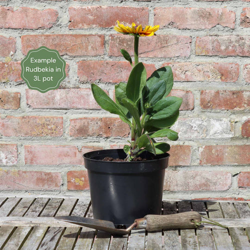 Rudbeckia 'Giggling SmileyZ' Perennial Bedding