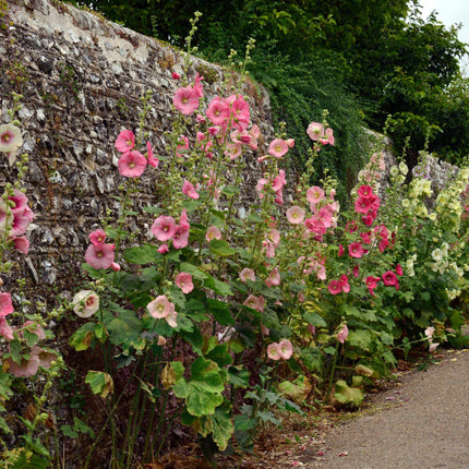 Giant Hollyhocks Collection Perennial Bedding