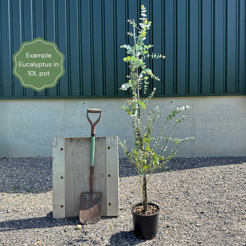 Hardy Eucalyptus Tree | Eucalyptus gunnii Ornamental Trees