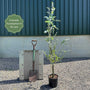 Hardy Eucalyptus Tree | Eucalyptus gunnii Ornamental Trees