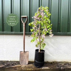 Weeping Yoshino Cherry Blossom Tree | Prunus Yedoensis Ornamental Trees