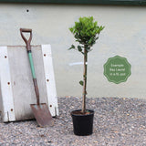 Bay Laurel Tree | Laurus Nobilis Ornamental Trees