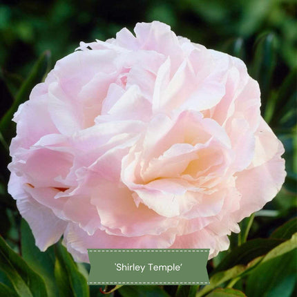 Perfect Peony Plants Collection Perennial Bedding