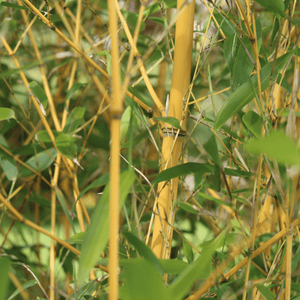 Golden Bamboo | Phyllostachys aurea Shrubs