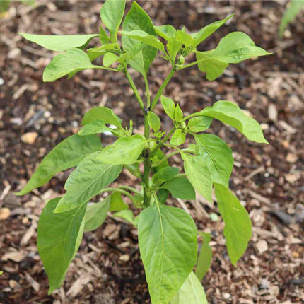 'Apache' Chilli Pepper Plants Vegetables