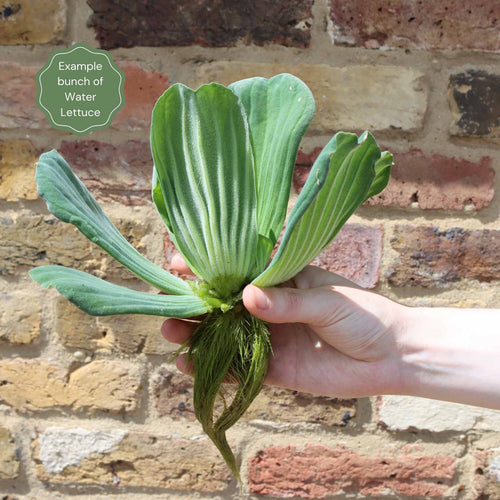 Water Lettuce | Pistia stratiotes Pond Plants