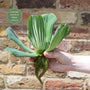 Water Lettuce | Pistia stratiotes Pond Plants