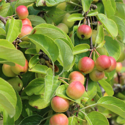 'John Downie' Crabapple Tree Ornamental Trees