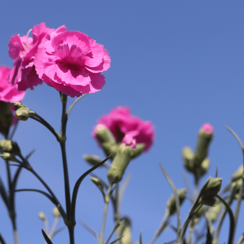 Dianthus 'Scented Tickled Pink' Perennial Bedding
