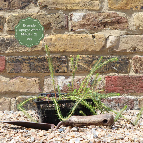 Upright Water Milfoil | Oxygenating Pond Plants