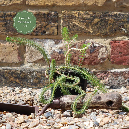 Upright Water Milfoil | Oxygenating Pond Plants