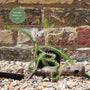 Upright Water Milfoil | Oxygenating Pond Plants