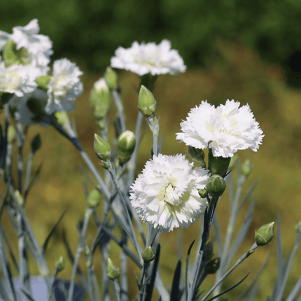 Dianthus 'Scented Memories' Perennial Bedding