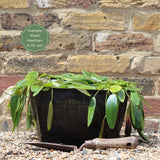Water Hawthorn | Aponogeton distachyos Pond Plants