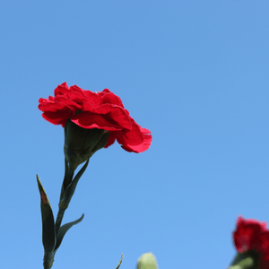 Dianthus 'Scented Passion' Perennial Bedding