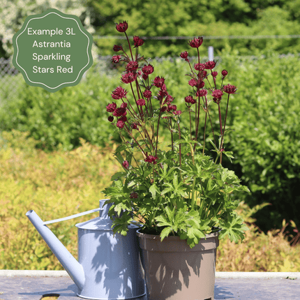 Astrantia 'Star of Love' Perennial Bedding