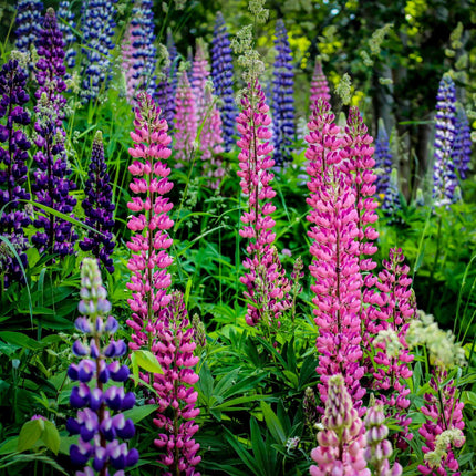 The Ultimate Lupin Collection Perennial Bedding