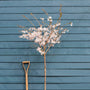 'The Bride' Cherry Blossom Tree | Prunus incisa Ornamental Trees