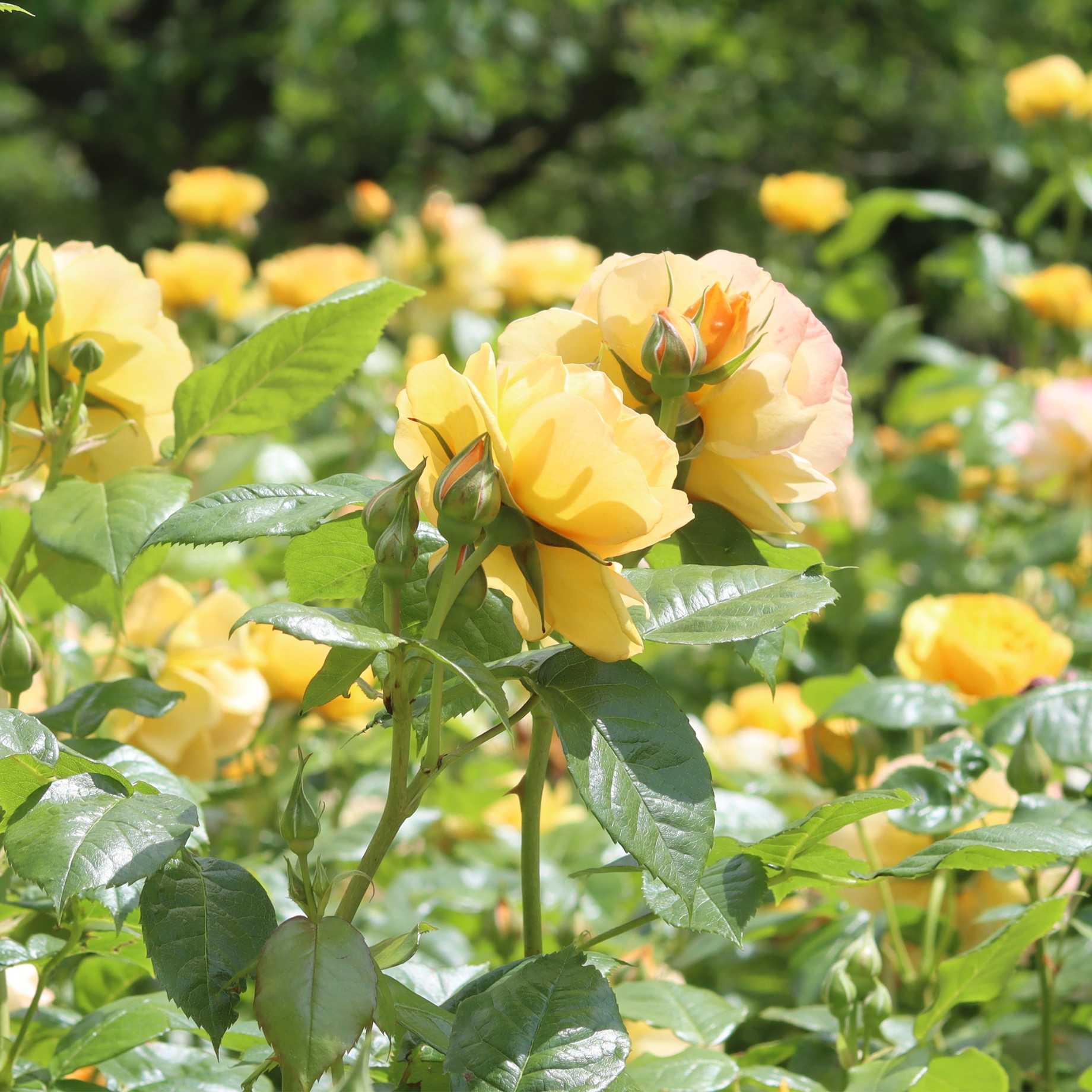 Fabulous Roses 'Absolutely Fabulous' Floribunda Rose – Roots Plants