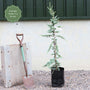 Weeping Blue Cedar Tree | Cedrus atlantica 'Glauca Pendula' Ornamental Trees