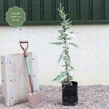 'Glauca' Blue Cedar Tree | Cedrus atlantica Ornamental Trees