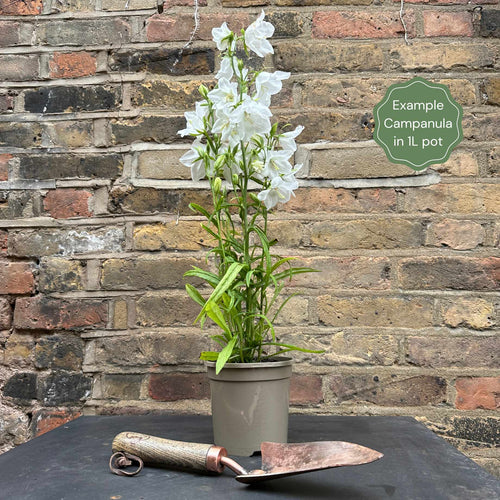 Campanula 'Takion White' Perennial Bedding
