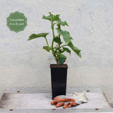 'Minicrisp' Cucumber Plants Vegetables