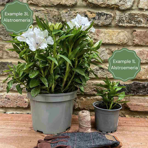 Alstroemeria 'Inticancha Indigo' Perennial Bedding