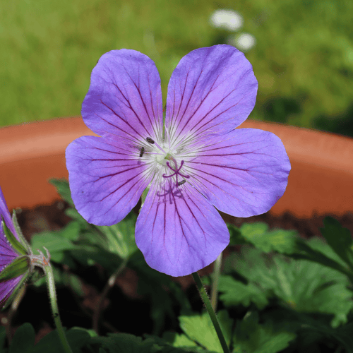 Geranium 'Rozanne' Perennial Bedding