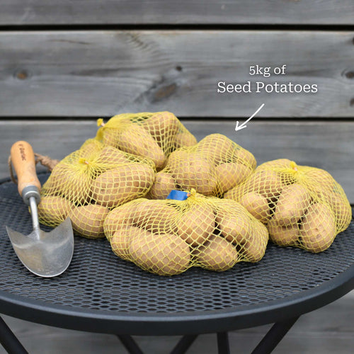 'Sharpe's Express' First Early Seed Potatoes Vegetables